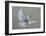 Dove-Banksy-Framed Art Print