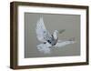 Dove-Banksy-Framed Art Print
