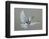 Dove-Banksy-Framed Giclee Print