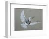 Dove-Banksy-Framed Giclee Print