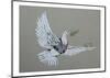 Dove-Banksy-Mounted Giclee Print