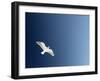 Dove-null-Framed Photographic Print