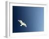 Dove-null-Framed Photographic Print