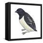 Dovekie (Plautus Alle), Birds-Encyclopaedia Britannica-Framed Stretched Canvas