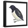 Dovekie (Plautus Alle), Birds-Encyclopaedia Britannica-Framed Poster