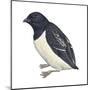 Dovekie (Plautus Alle), Birds-Encyclopaedia Britannica-Mounted Poster