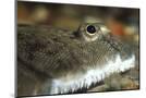 Wood Mount