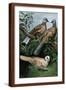 Brown Frame