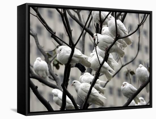 Doves Rest on a Tree-null-Framed Stretched Canvas