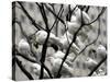 Doves Rest on a Tree-null-Stretched Canvas