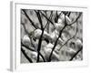 Doves Rest on a Tree-null-Framed Photographic Print