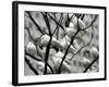Doves Rest on a Tree-null-Framed Photographic Print