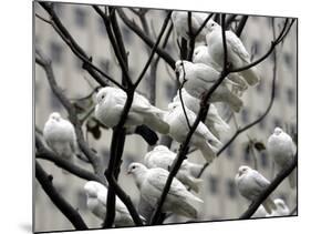 Doves Rest on a Tree-null-Mounted Photographic Print
