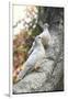 Doves Sitting on Tree Branch, in Chapultepec Park-John Dominis-Framed Photographic Print