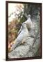 Doves Sitting on Tree Branch, in Chapultepec Park-John Dominis-Framed Photographic Print