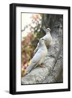 Doves Sitting on Tree Branch, in Chapultepec Park-John Dominis-Framed Photographic Print