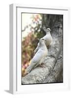 Doves Sitting on Tree Branch, in Chapultepec Park-John Dominis-Framed Photographic Print