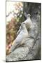 Doves Sitting on Tree Branch, in Chapultepec Park-John Dominis-Mounted Photographic Print