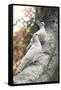 Doves Sitting on Tree Branch, in Chapultepec Park-John Dominis-Framed Stretched Canvas