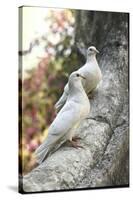 Doves Sitting on Tree Branch, in Chapultepec Park-John Dominis-Stretched Canvas