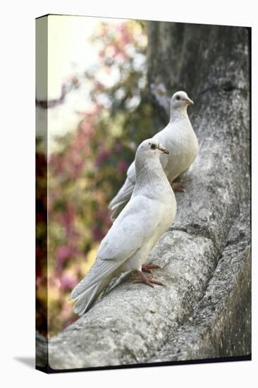 Doves Sitting on Tree Branch, in Chapultepec Park-John Dominis-Stretched Canvas