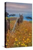 Down by the Sea Ranch-Vincent James-Stretched Canvas