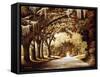 Down the Autumn Rabbit Hole-Bruce Nawrocke-Framed Stretched Canvas