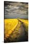 Down the Road-Aledanda-Stretched Canvas