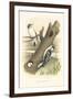 Downey Woodpecker Nest and Eggs-null-Framed Art Print