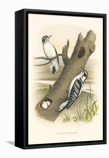 Downey Woodpecker Nest and Eggs-null-Framed Stretched Canvas