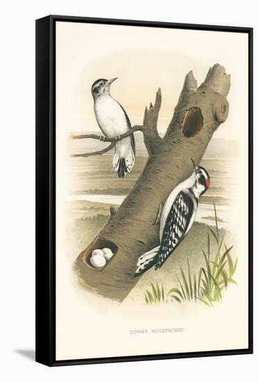 Downey Woodpecker Nest and Eggs-null-Framed Stretched Canvas