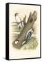 Downey Woodpecker Nest and Eggs-null-Framed Stretched Canvas