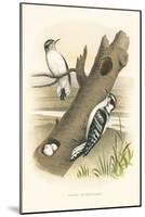 Downey Woodpecker Nest and Eggs-null-Mounted Art Print