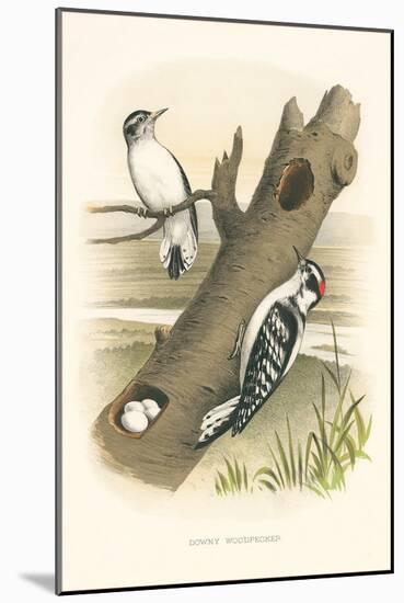 Downey Woodpecker Nest and Eggs-null-Mounted Art Print