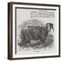 Downham Ram-null-Framed Giclee Print