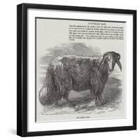 Downham Ram-null-Framed Giclee Print