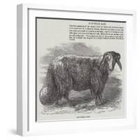 Downham Ram-null-Framed Giclee Print