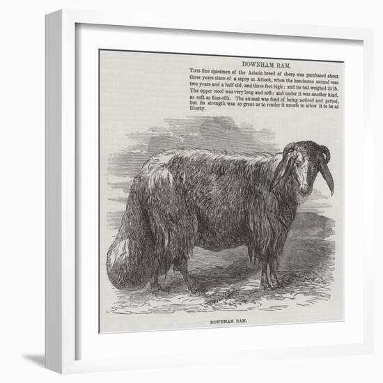 Downham Ram-null-Framed Giclee Print