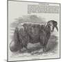 Downham Ram-null-Mounted Giclee Print