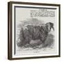 Downham Ram-null-Framed Giclee Print