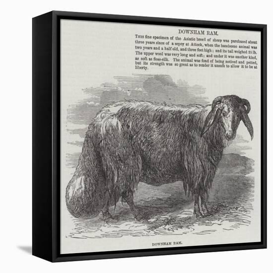 Downham Ram-null-Framed Stretched Canvas