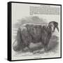 Downham Ram-null-Framed Stretched Canvas