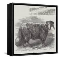 Downham Ram-null-Framed Stretched Canvas