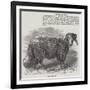 Downham Ram-null-Framed Giclee Print