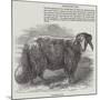 Downham Ram-null-Mounted Giclee Print