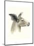 Downton Animals I-Grace Popp-Mounted Art Print