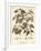 Downy Birch, Betula Pubescens., 1776 (Engraving)-Johann Sebastien Muller-Framed Giclee Print