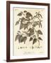 Downy Birch, Betula Pubescens., 1776 (Engraving)-Johann Sebastien Muller-Framed Giclee Print