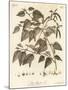 Downy Birch, Betula Pubescens., 1776 (Engraving)-Johann Sebastien Muller-Mounted Giclee Print