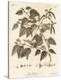 Downy Birch, Betula Pubescens., 1776 (Engraving)-Johann Sebastien Muller-Stretched Canvas